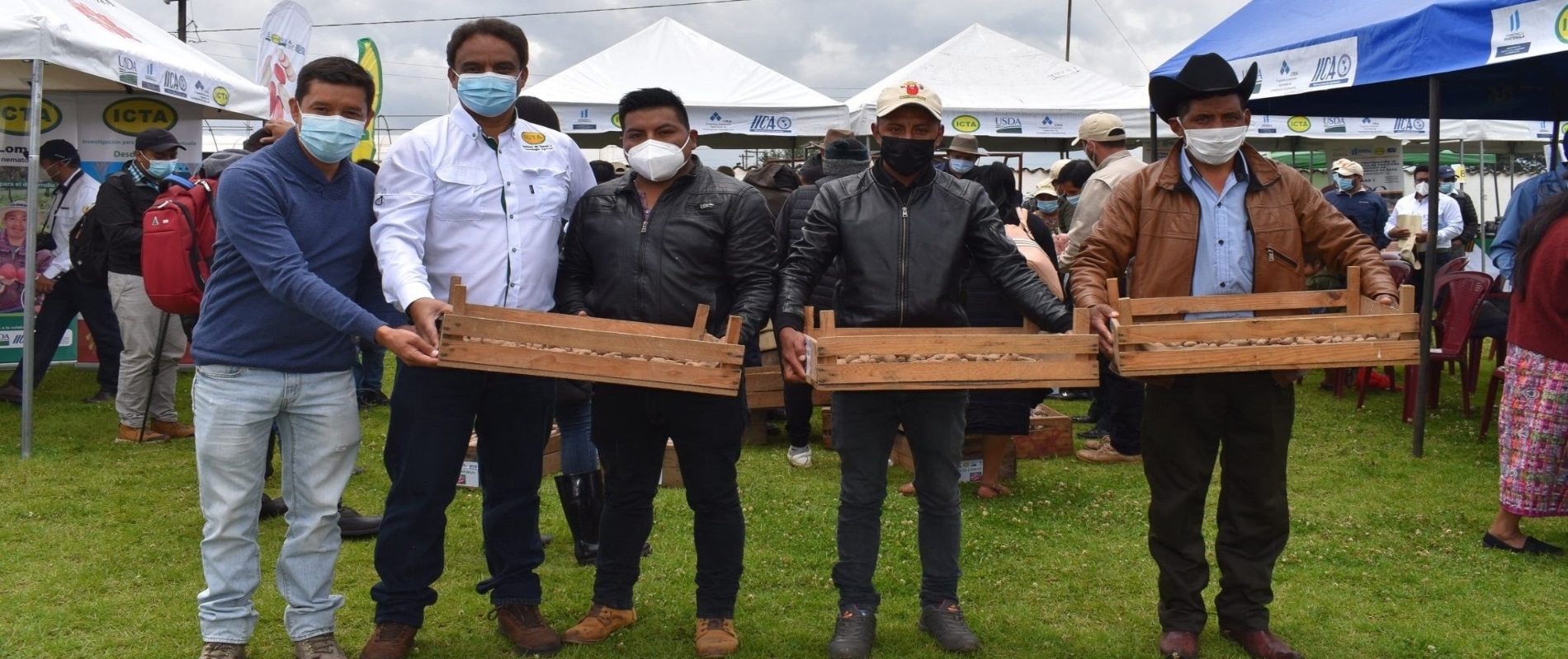Promoción de semilla básica de papa ICTA Loman Roja a productores de Huehuetenango

